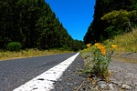 road, forest, tree lined avenue