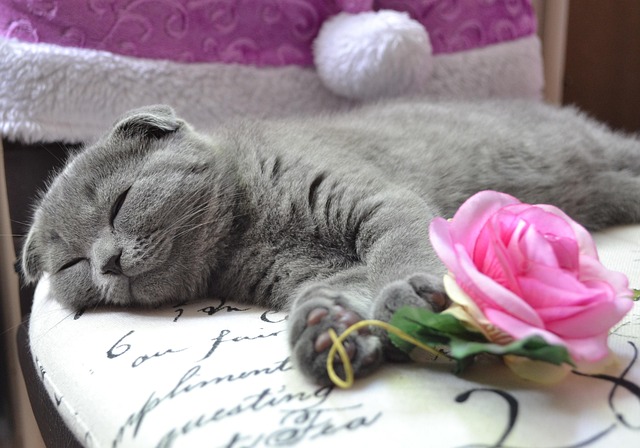 Free Cat Kitten photo and picture
