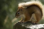 squirrel, red squirrel, animal
