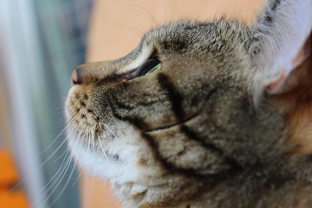 Free Tiger Cat Cat photo and picture