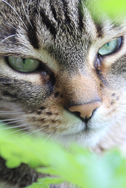 Free Cat Puss photo and picture