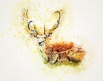 deer, lying down, wood deer