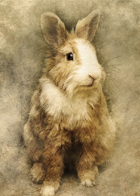 Free rabbit animal sitting illustration