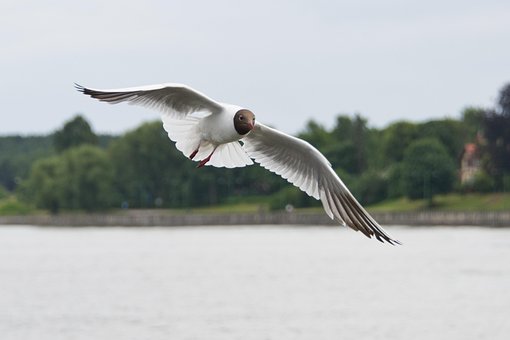 Måger, Lille Måge, Natur, Fugl, Dyreliv