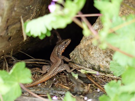 Free Lizard Green photo and picture