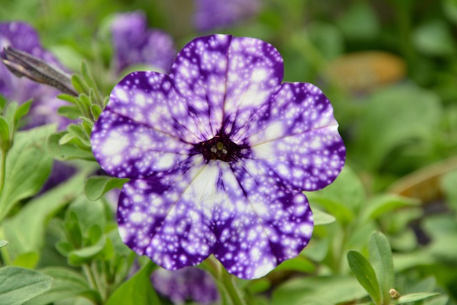 Free Flower Purple photo and picture