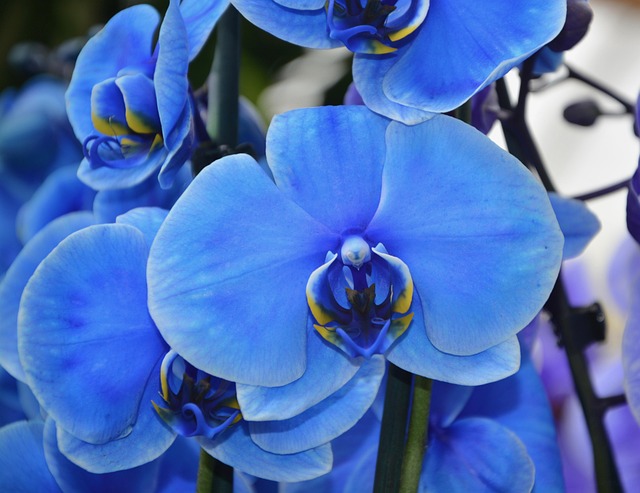 Free Orchid Flower photo and picture