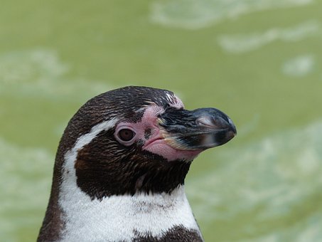 Free Penguin Zoo photo and picture