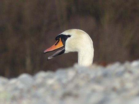 Free Swan Close Up photo and picture