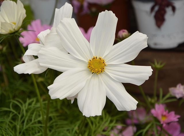 Free Flower White photo and picture