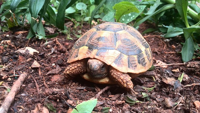 Free Turtle Animal photo and picture