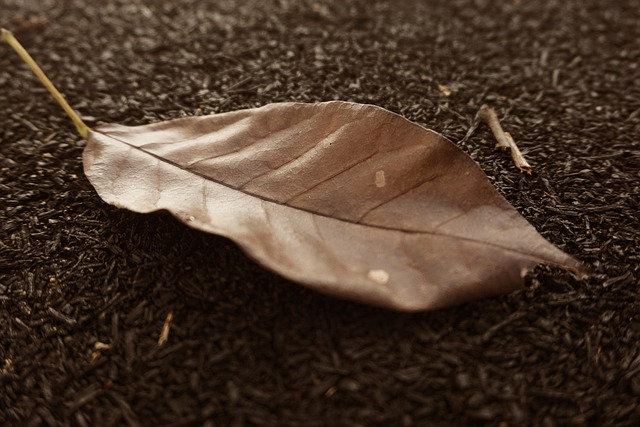 Free Leaf Old photo and picture