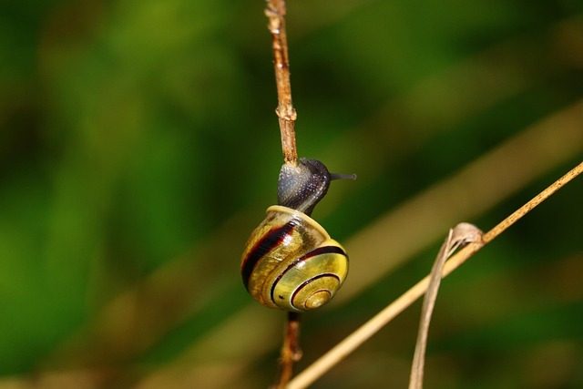 Free Snail Blade Of Grass photo and picture