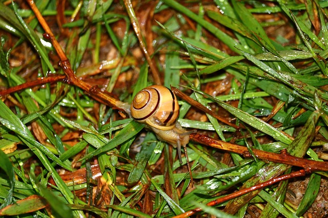 Free Snail Grass photo and picture