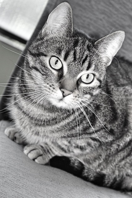 Free Cat Black-And-White photo and picture