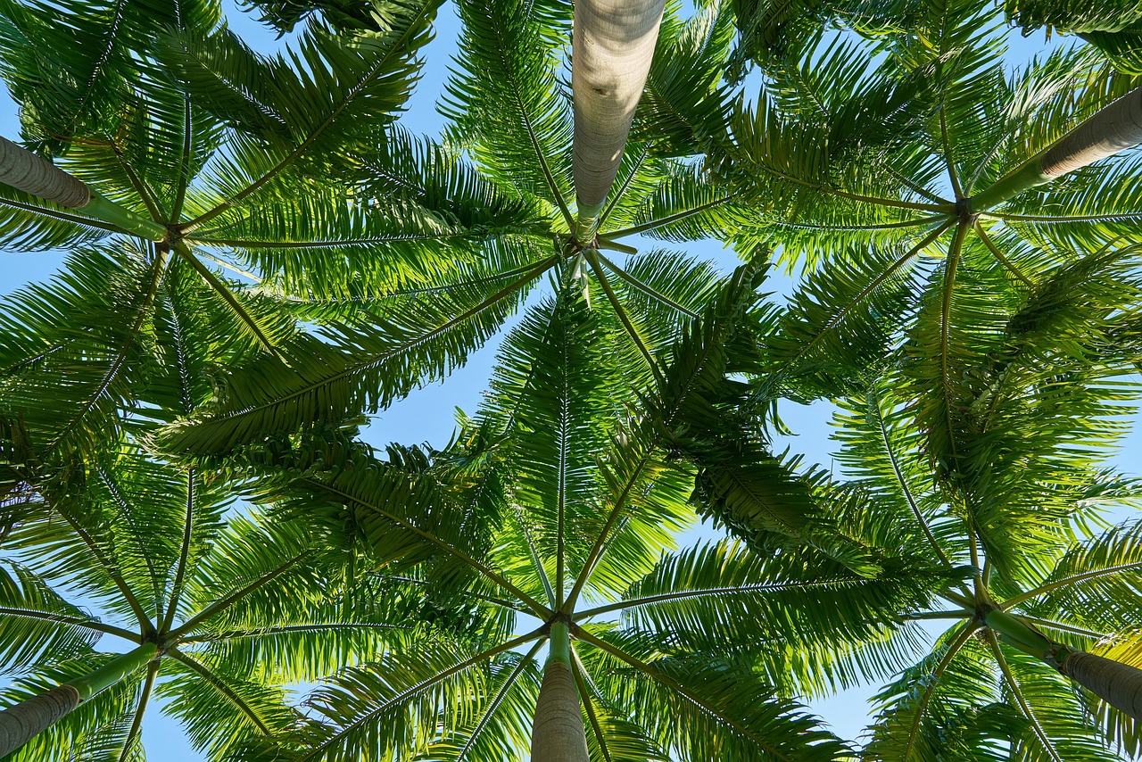 風(fēng)敲竹攻略，解鎖竹林秘境的探索指南