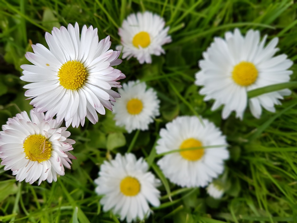 Free photo Daisies, Flowers, Spring, Meadow Free Image on Pixabay
