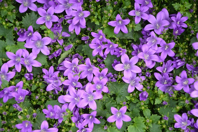 Free Bellflowers Flowers photo and picture
