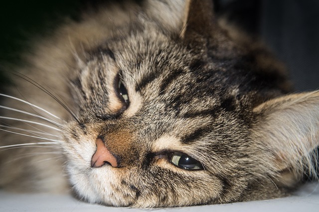 Katze, Norwegische Waldkatze