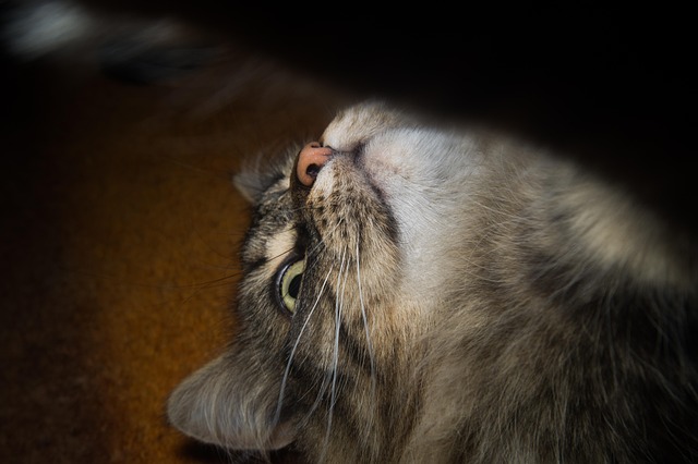 Katze, Norwegische Waldkatze