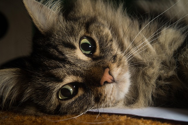 Katze, Norwegische Waldkatze