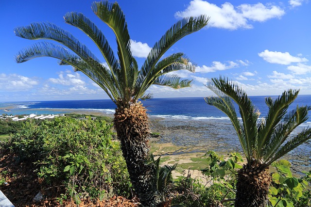 Free Okinawa Blue Sea photo and picture