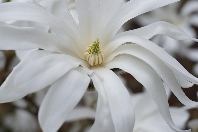 Free Tulip Tree Blossom photo and picture