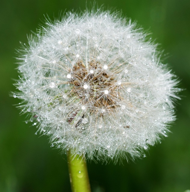 Free Dandelion Nature photo and picture