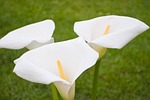 bent, calla lily, close-up