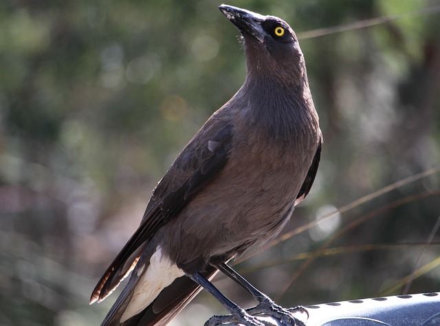 Free Currawong Grey Currawong photo and picture