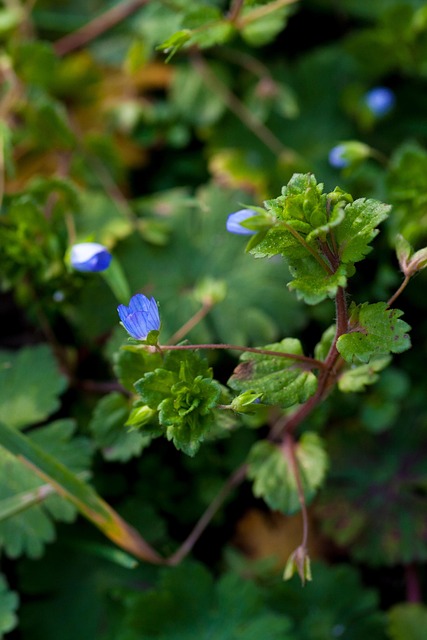 Blomst, Blå Blomst, Lille Blomst