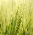 background, spike, barley