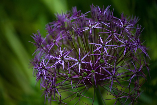 Blomst, Lilla Blomst, Lille Blomst