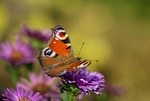 peacock butterfly, butterfly, insect