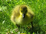 animals, chicks, goose