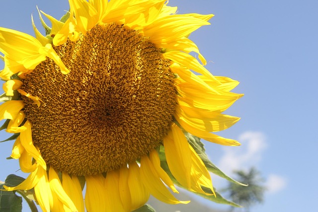Sonnenblumen, Helianthus, Sonne, Blume