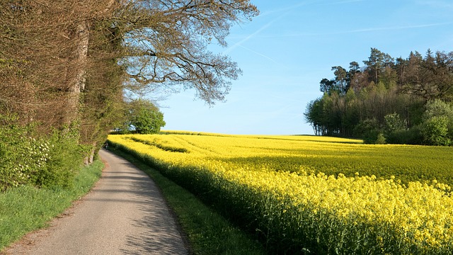 Landschaft, Raps, Feld, Rapsfeld