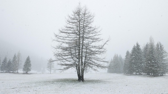 Alp, Alm, Winter, Schnee, Wiese, Baum