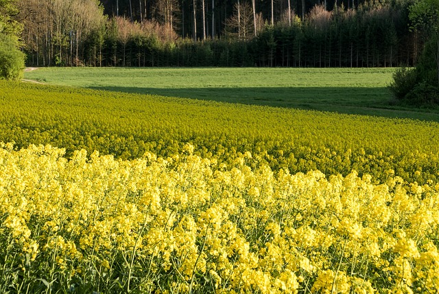 Rapsfeld, Flächen, Streifen, Geometrisch