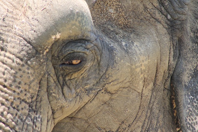 Free Elephant Eye photo and picture