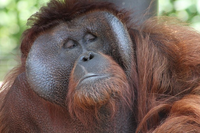 Free Orangutan Eyes photo and picture