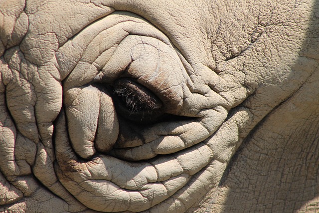 Free Rhino Eye photo and picture