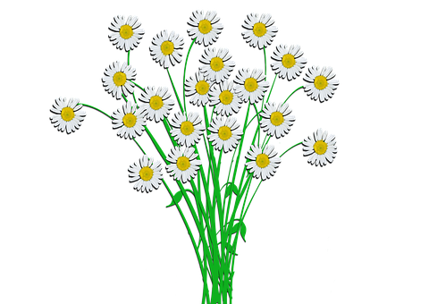 Free Bunch Of Flowers Margaritte illustration and picture