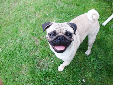Pug, Cachorro, Animal Doméstico
