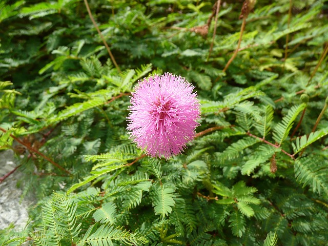 Free Flower Blossom photo and picture