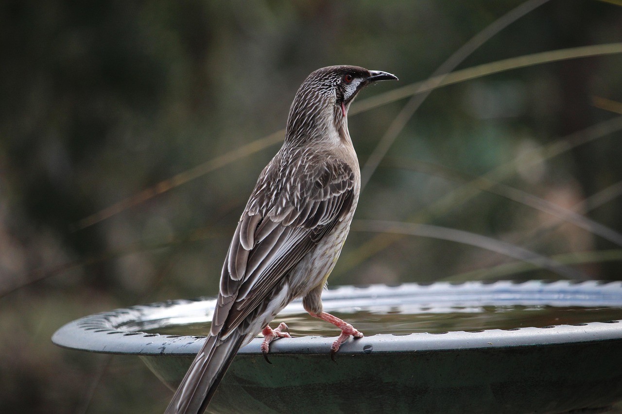 Wo Bird Wattlebird Red - Free photo on Pixabay - Pixabay