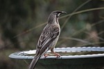wattlebird, red wattlebird, honeyeater