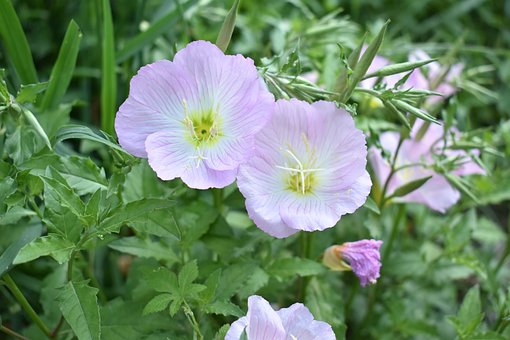 Free The Scenery Flowers photo and picture