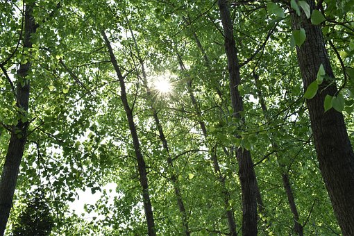 Free Green Shade photo and picture