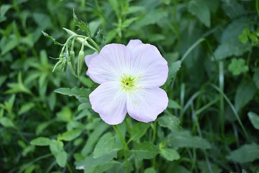 Free Flowers Green Grass photo and picture